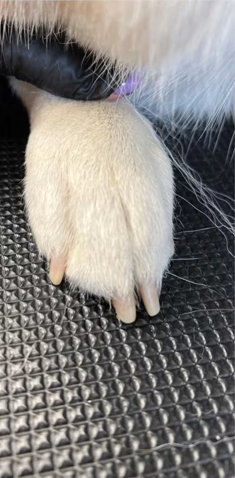 Before: Neat, Rounded Tips